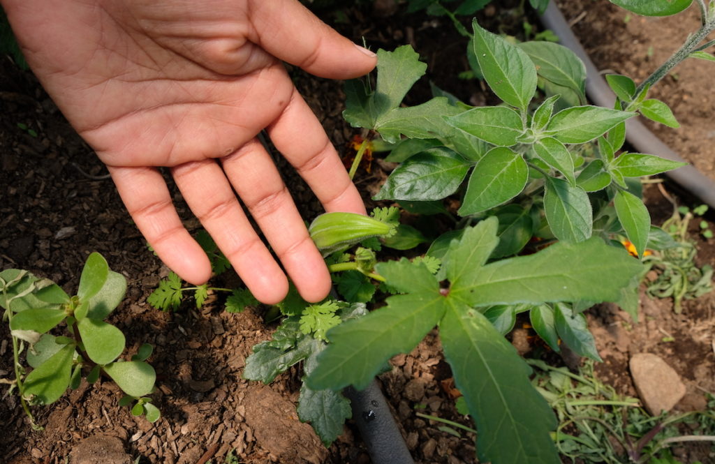 Okra plant