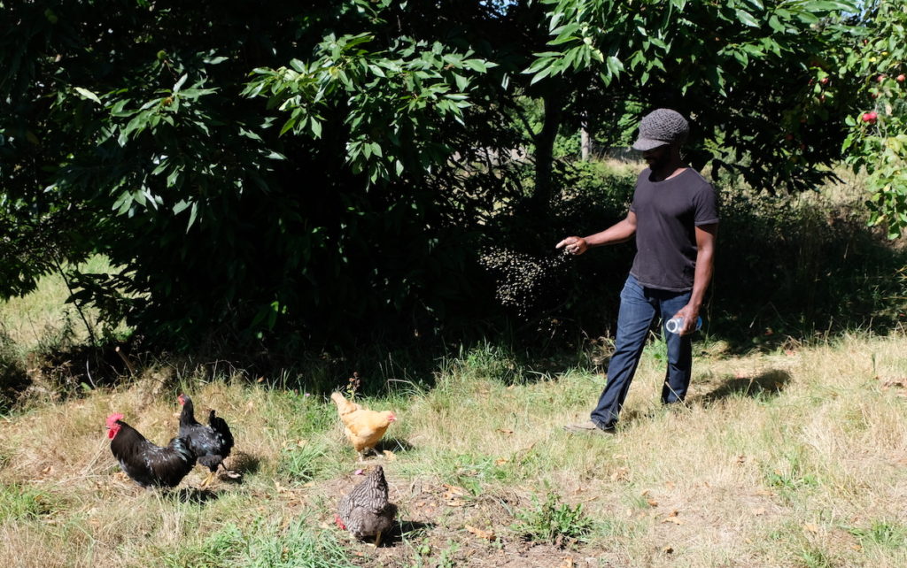 Victor feeds chickens