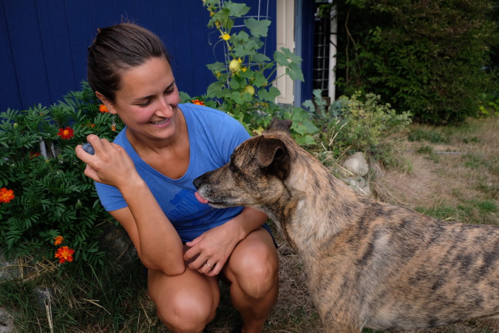 Kaya the dog eyes a plum that Laura holds